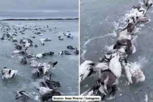 Fact check: Video of Dead Goose birds frozen into the water is not from China