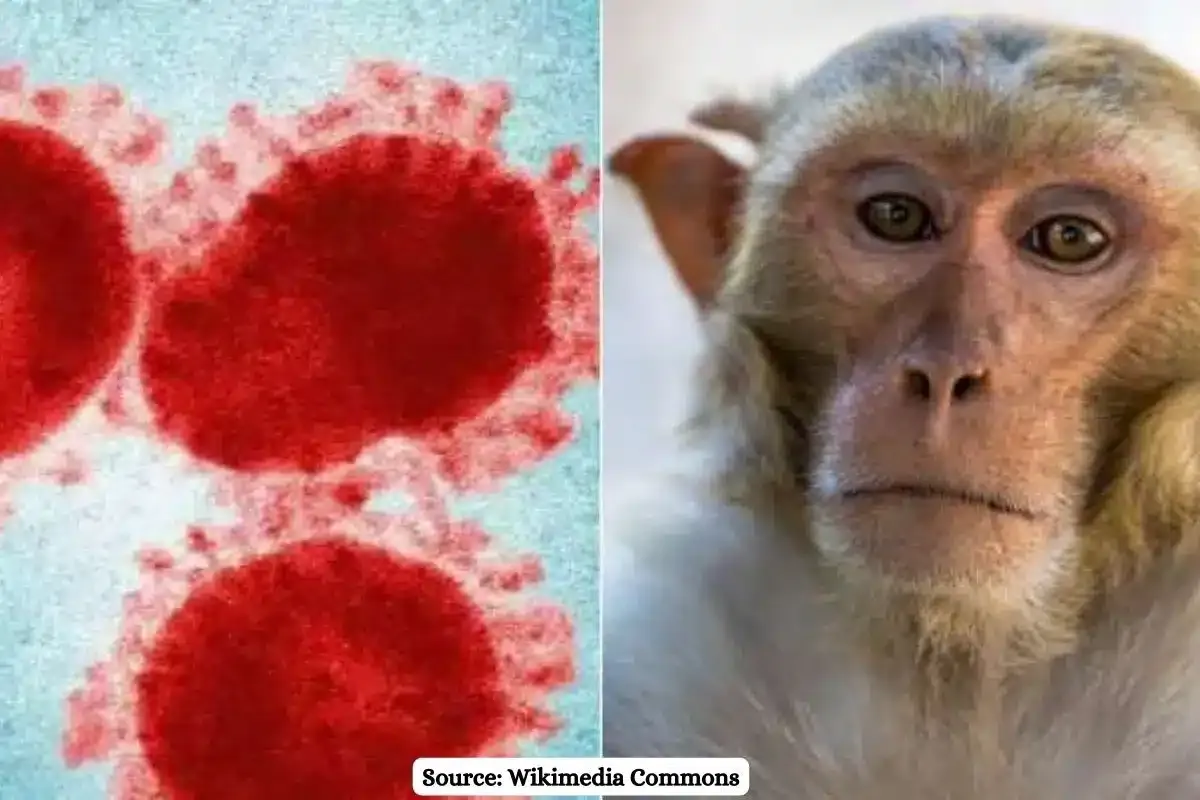 What is Kyasanur Forest Disease or Monkey Fever that killed two people in K'taka?