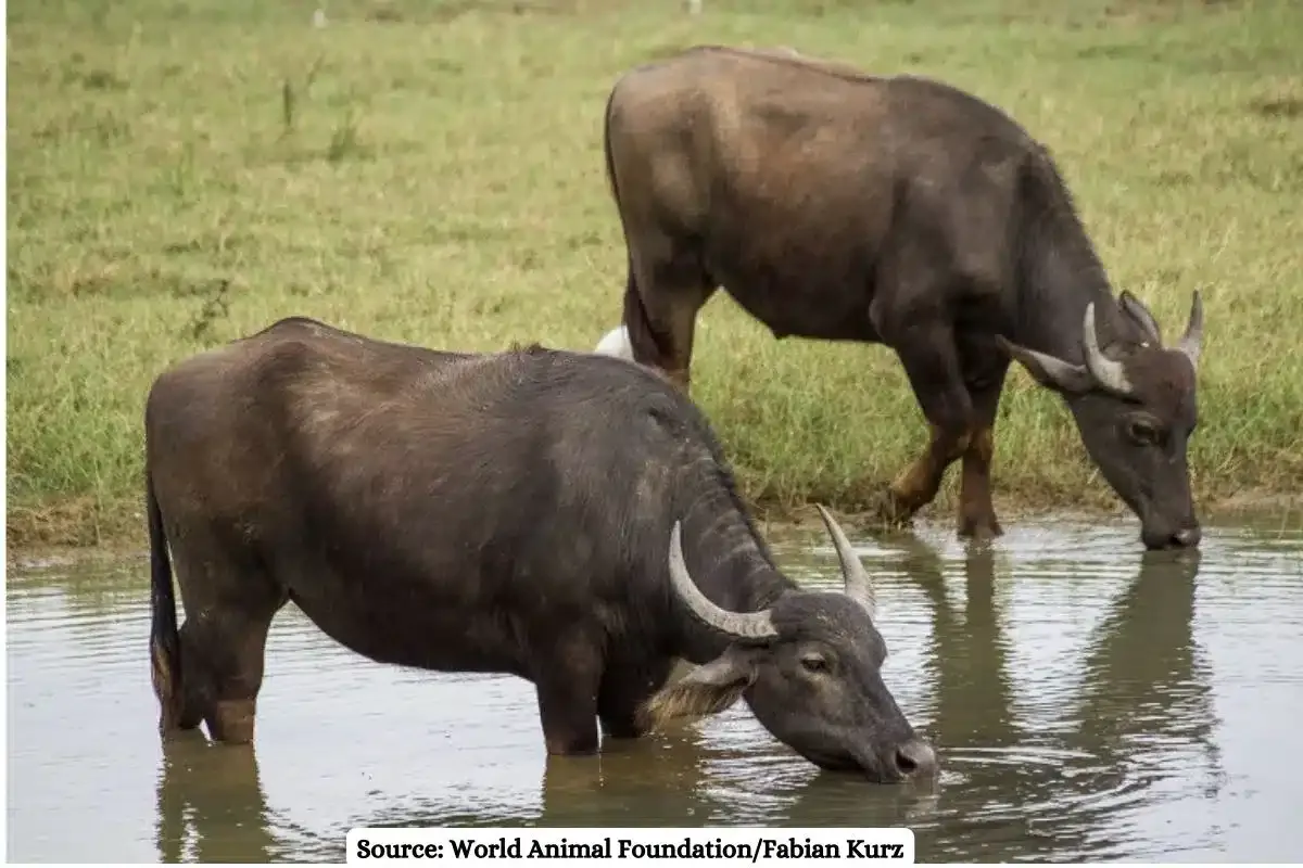 Wild water buffalo of the Northeast can revive grassland habitats of Kanha
