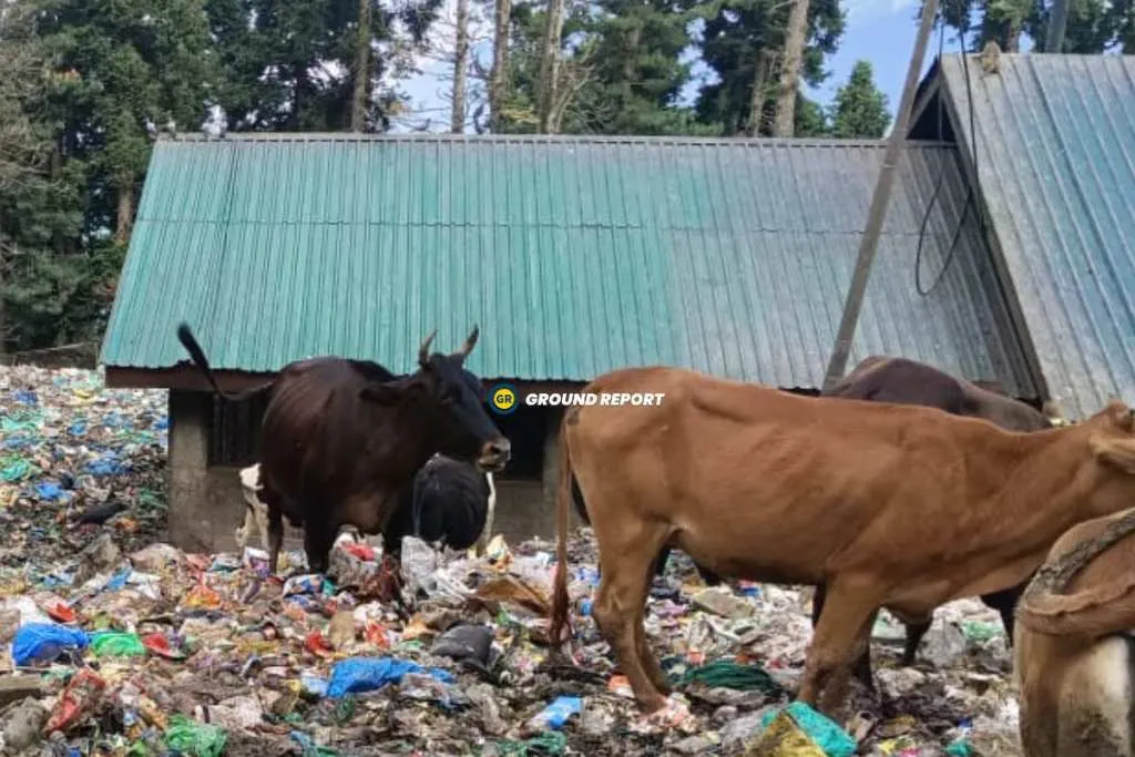 gulmarg waste management in question