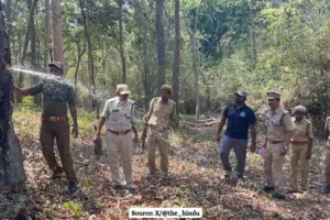 Know about Indian Laurel Tree that stores water in summers