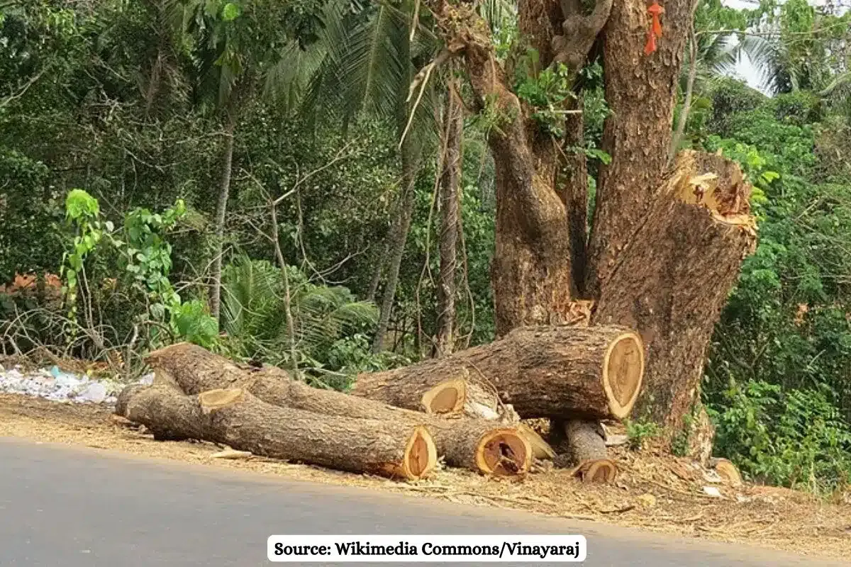 39,132 trees to be felled in Maharashtra for Vadodara expressway