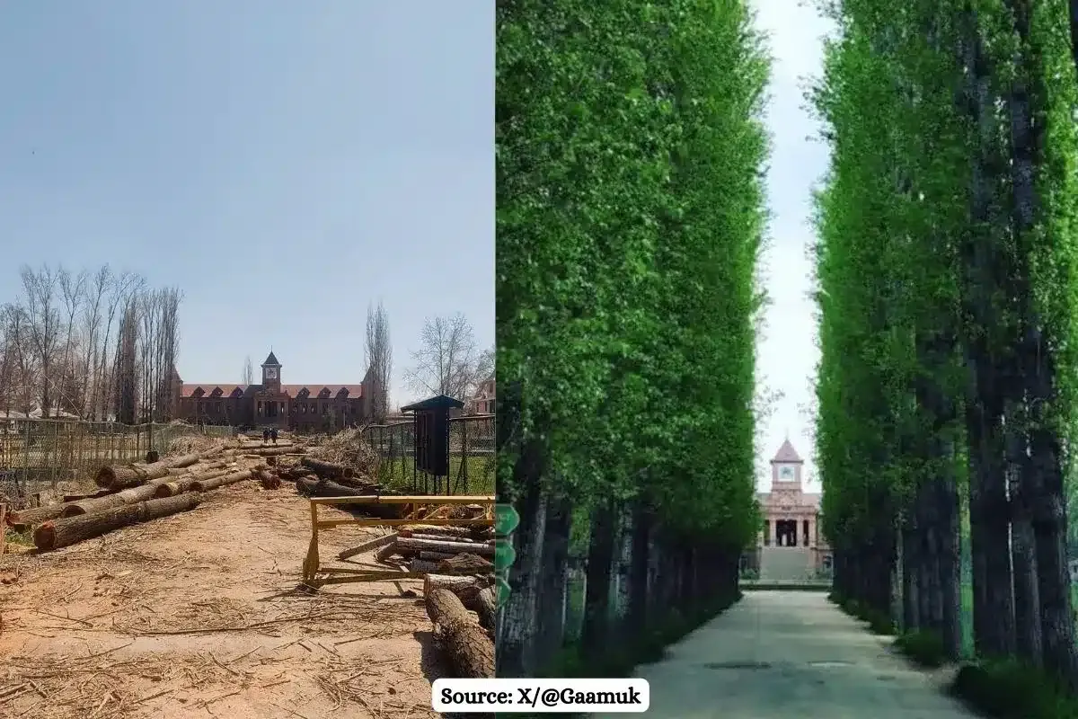 Heritage trees axed: Kashmir’s Amar Singh college faces green loss