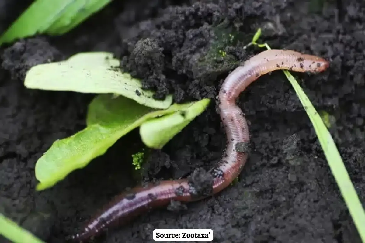 Scientists discovered two new earthworm species in Odisha