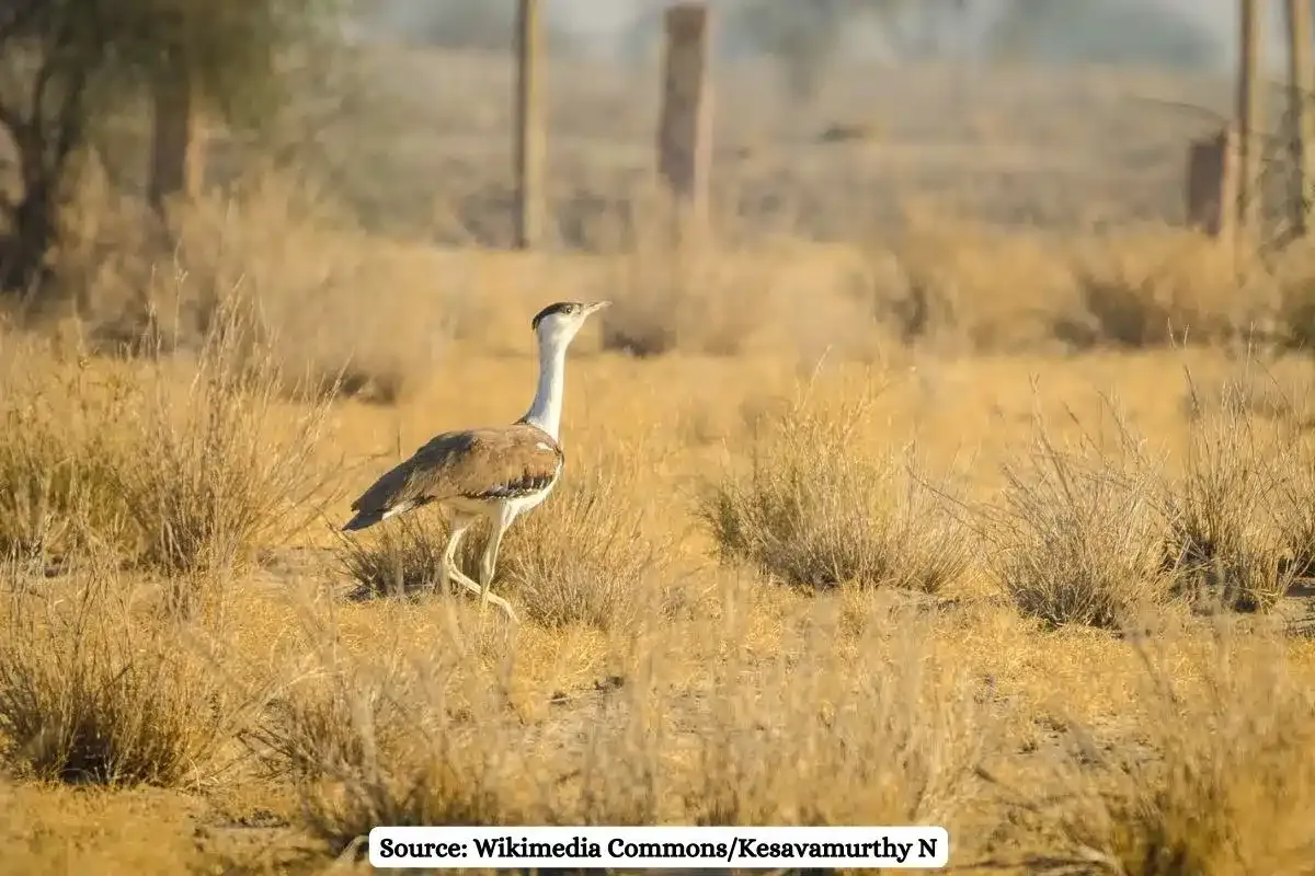 SC considers lifting ban on transmission lines in Great Indian Bustard habitats
