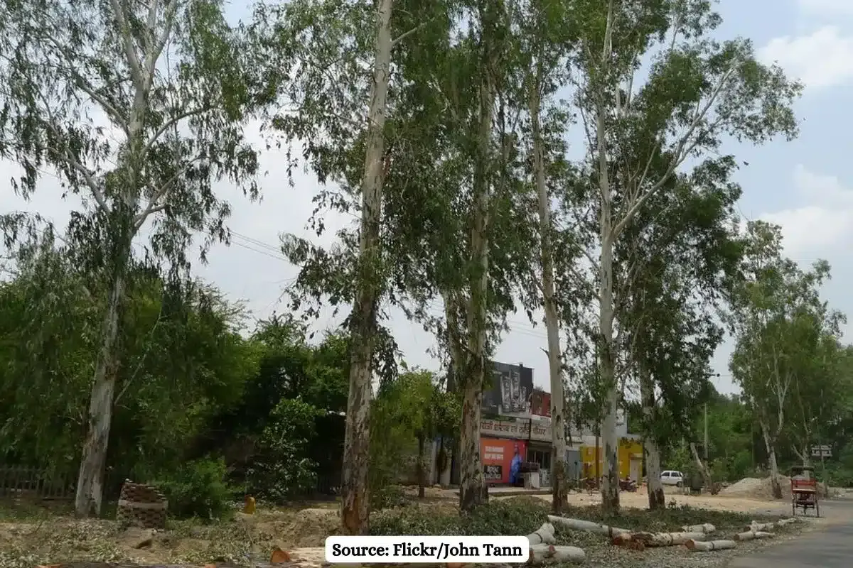 Delhi HC issues notice over 1000 trees illegally felled in southern ridge