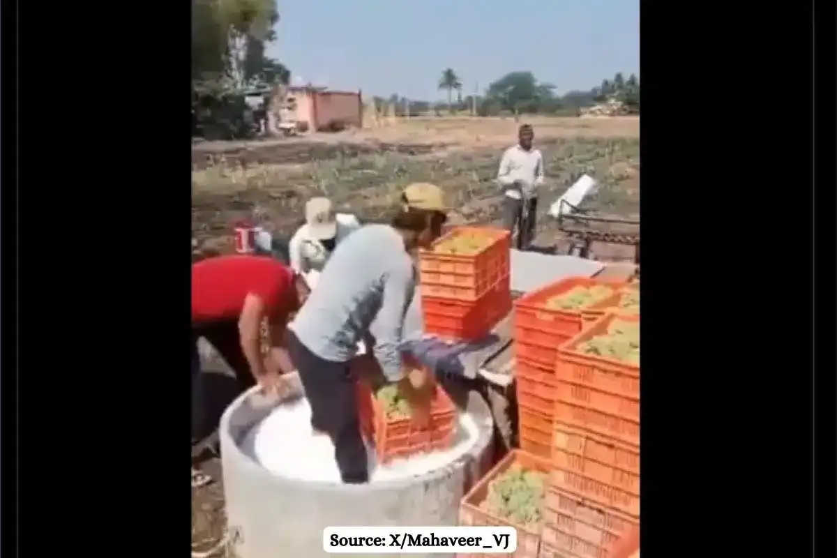 Fact Check: Truth of Video of farmer dipping grapes in pesticide solution
