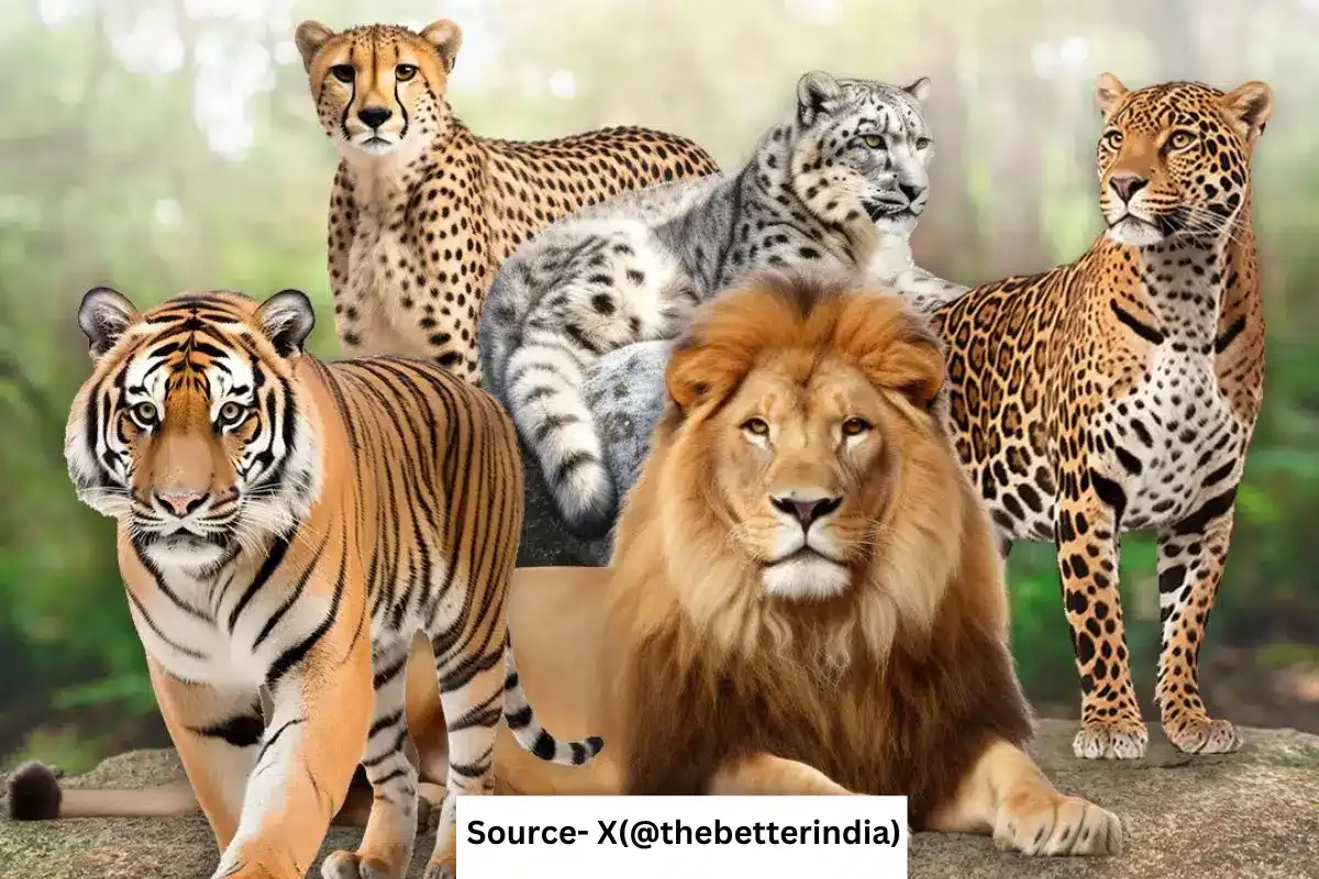 क्या है इंटरनैशनल बिग कैट अलायंस?