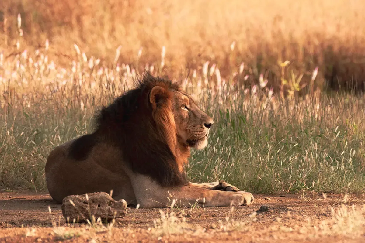 Asiatic Lion