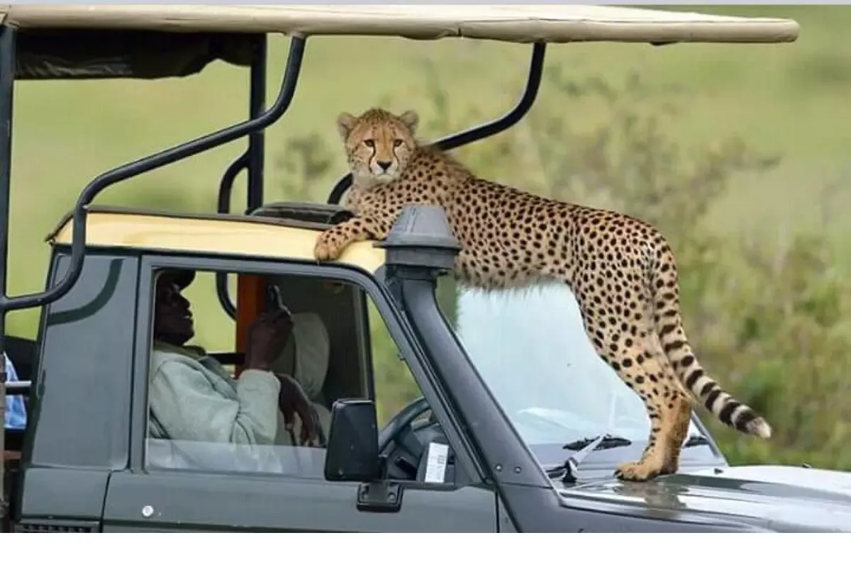 Acinonyx Jubatus