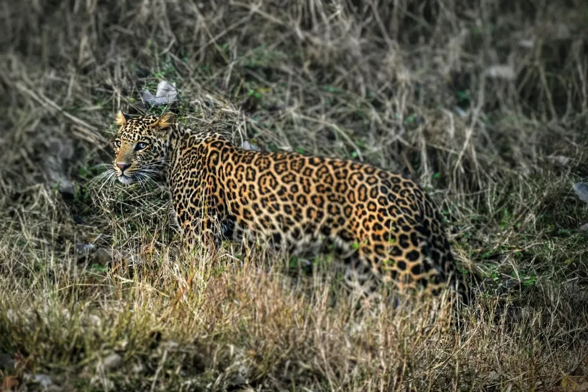 Panthera pardus