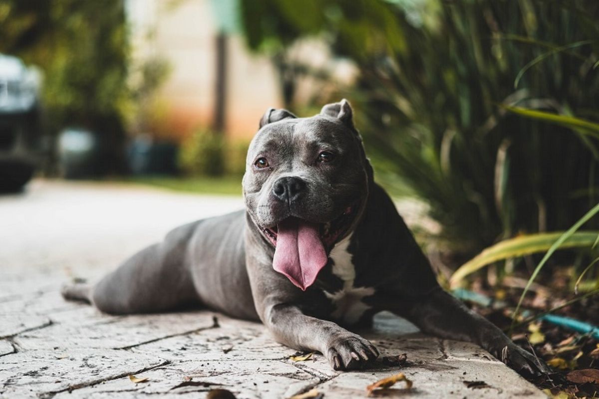 Delhi HC overturns ban on 25 ferocious dog breeds, Here is the list