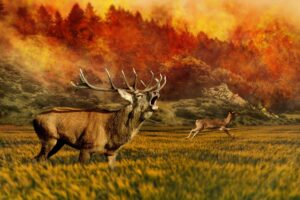 जंगलों की आग को नियंत्रित करने में समुदाय कैसे अहम भूमिका निभा सकता है?