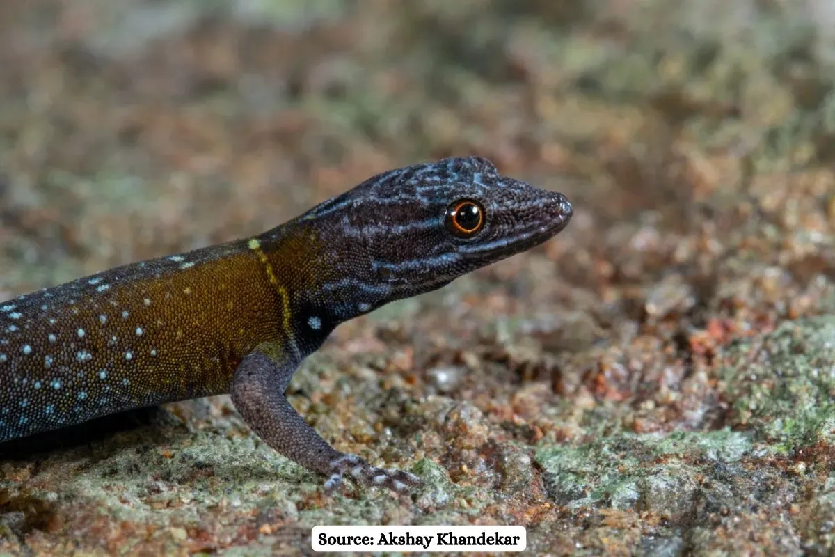 New gecko species discovered in India named after Van Gogh