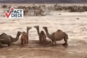 Fact check: UAE floods formed river in desert, camels drowning