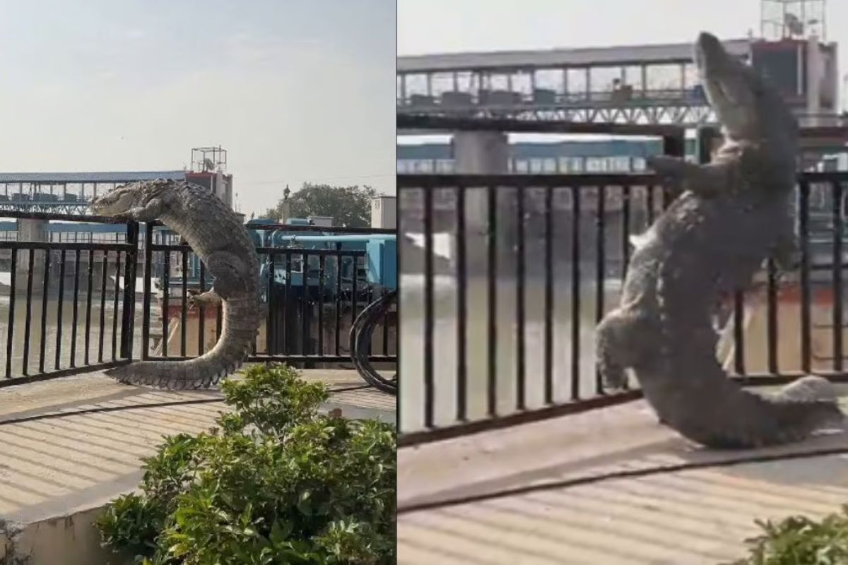 Video of Crocodile came out of water in Naraura is viral on the Internet
