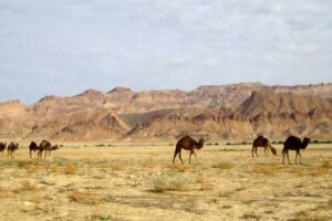 Heatwaves: Temperature in Pakistan likely to cross 50 degree Celsius