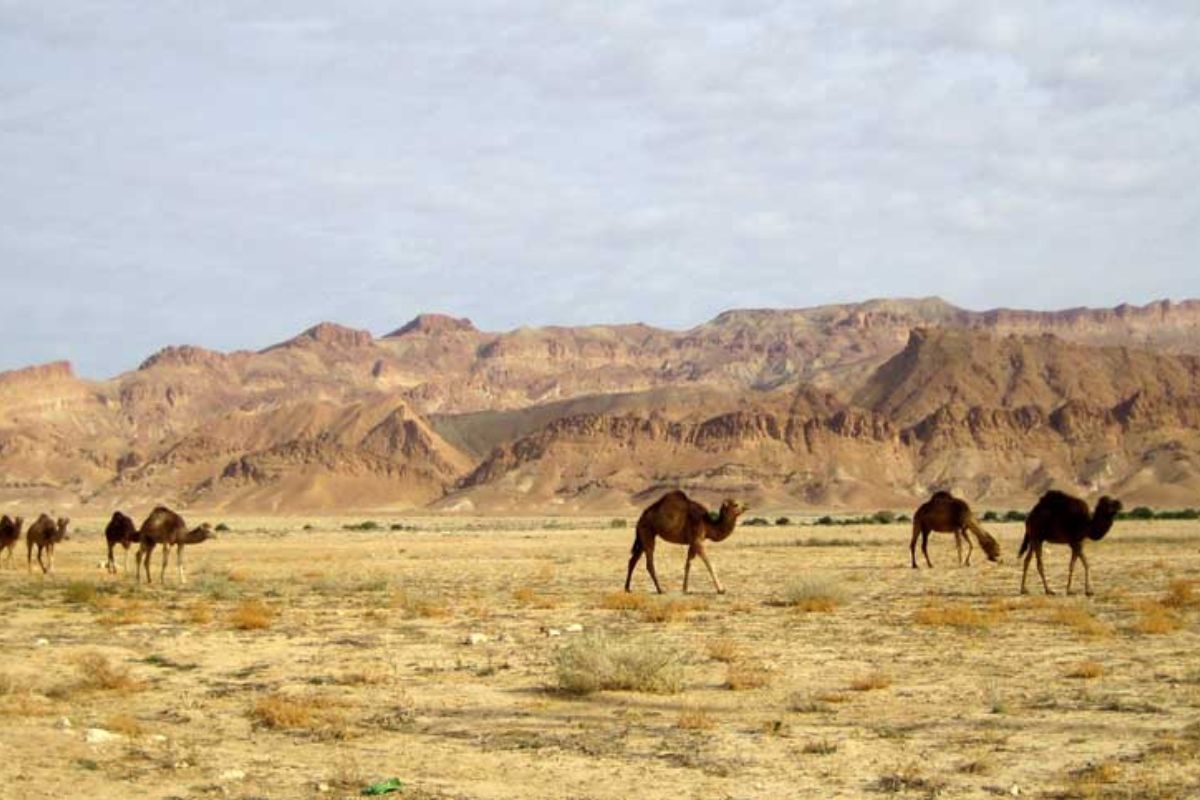 Heatwaves: Temperature in Pakistan likely to cross 50 degree Celsius