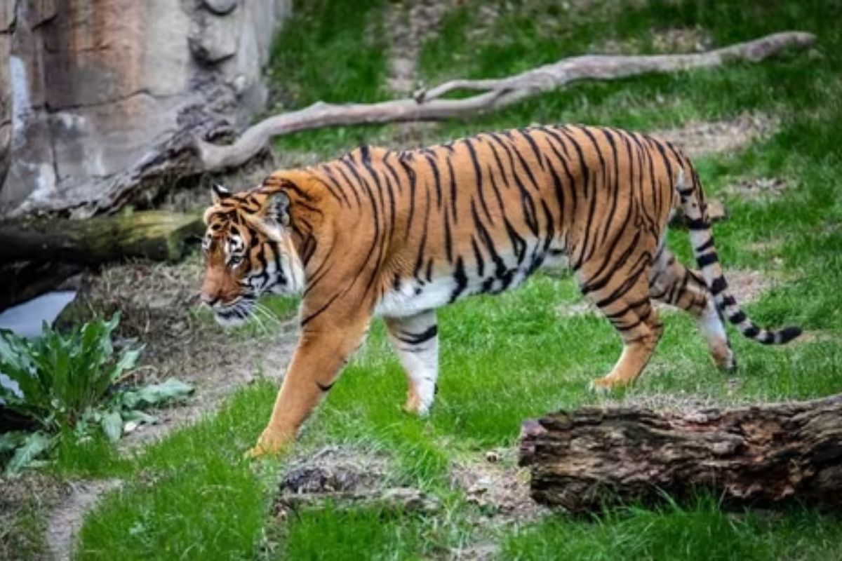 Who was Maniram Jatav killed by a tiger near Bhopal?