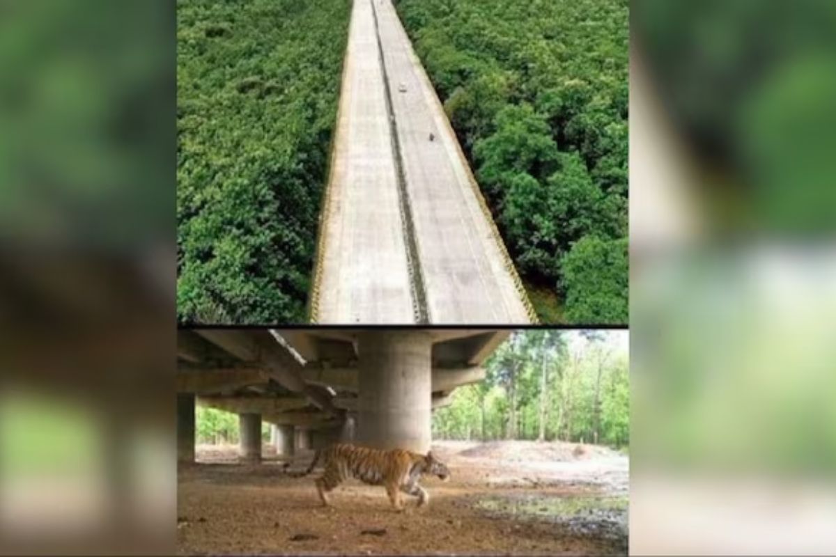 Anand Mahindra shares pictures of wildlife corridor built in Pench Tiger Reserve