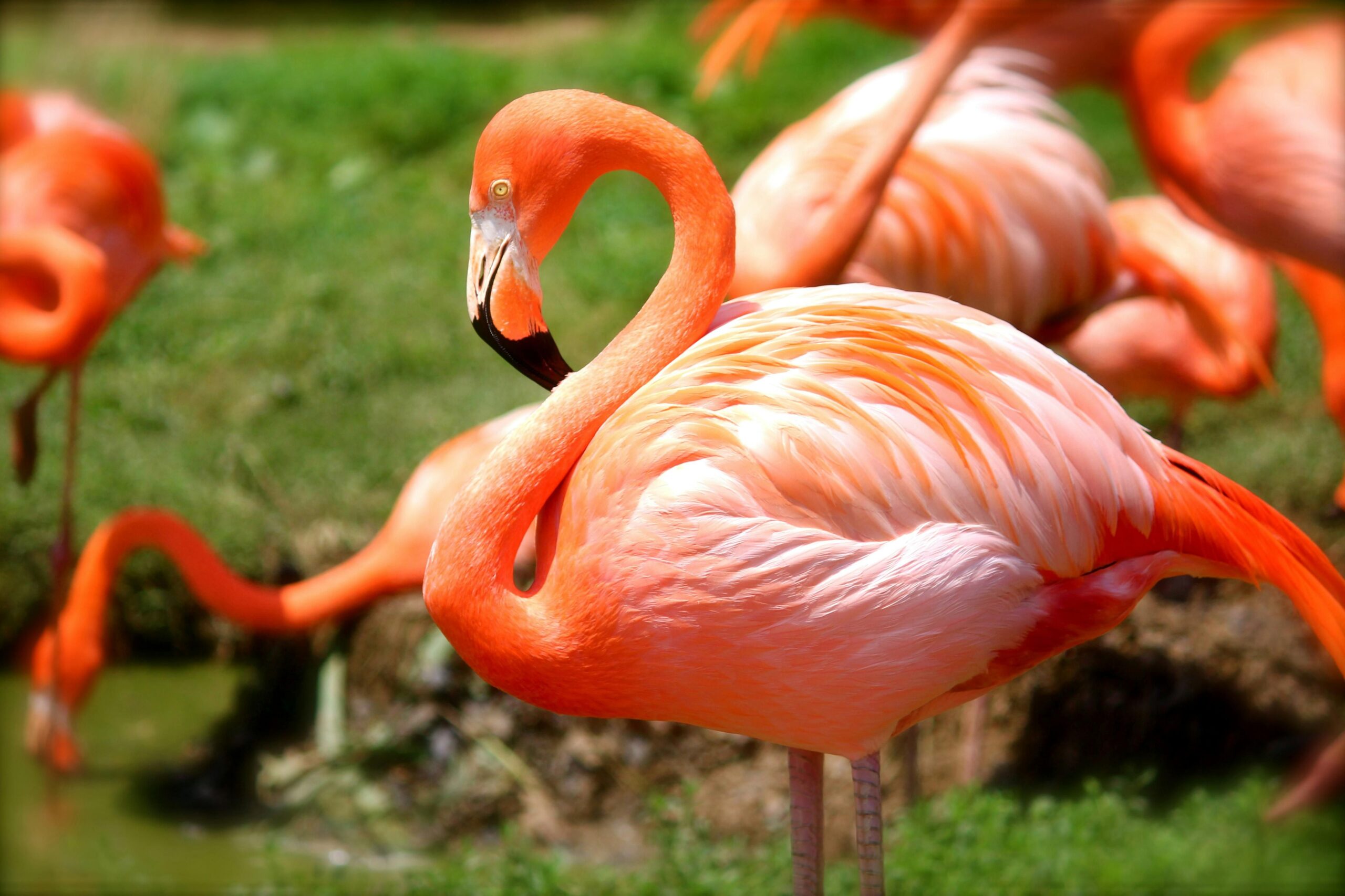 Flamingo Death: मुंबई में हवाईजहाज़ के टकराने से 36 फ्लेमिंगो की मौत