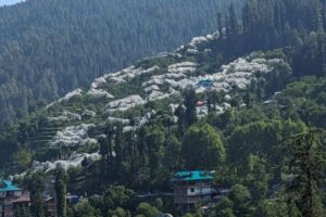 Fact Check: Spiders created giant webs on crops in Himachal?
