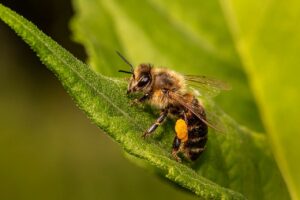 World Bee Day: पर्यावरण के लिए क्यों ज़रूरी हैं मधुमखियाँ