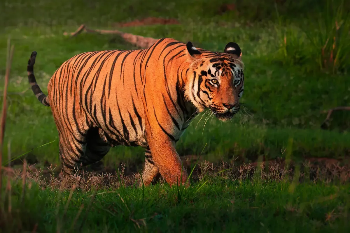 ताडोबा-अंधेरी टाइगर रिज़र्व में बाघ के हमले से महिला की मृत्यु