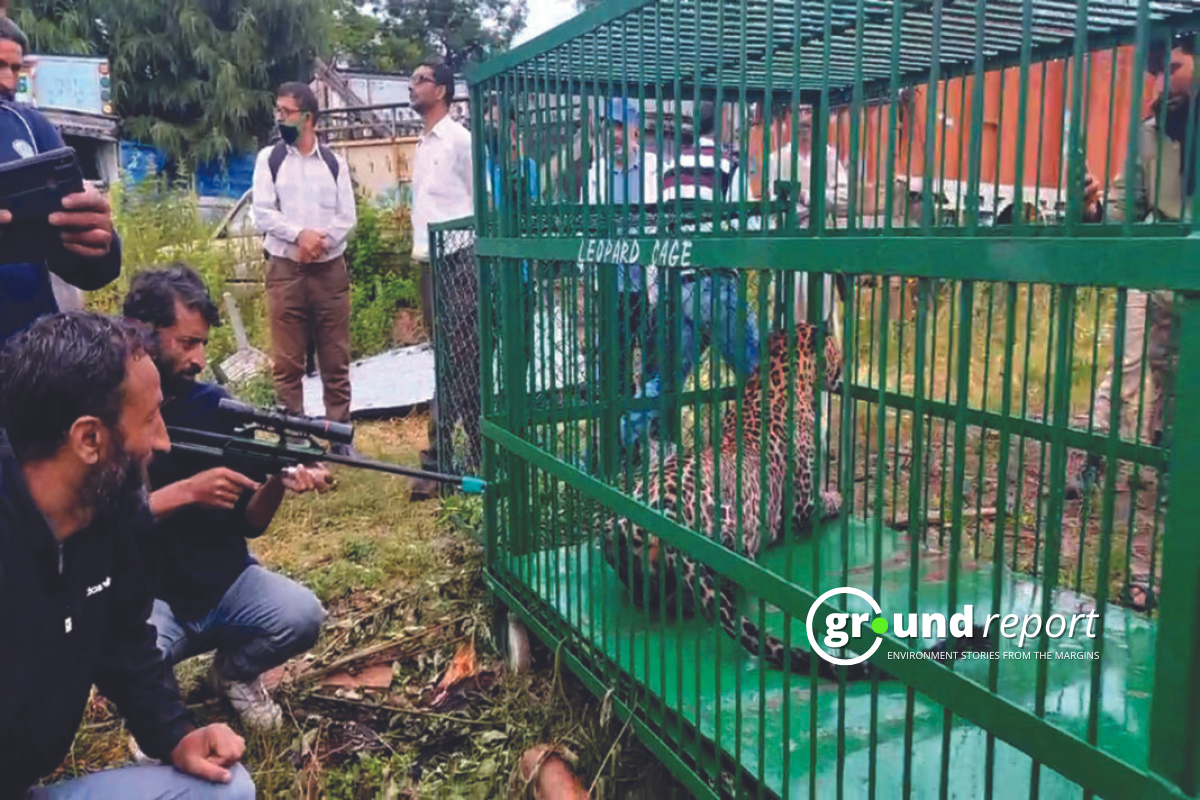 Kashmir: Urgent Action Required as Leopards & Bears Threaten Lives