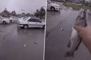 Fact Check: Viral video of Fish fell out of sky in Iran
