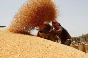 मध्यप्रदेश में सरकार को गेंहूं बेचने से क्यों कतरा रहा है किसान?