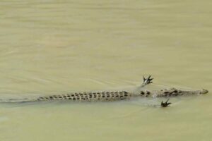 नर्मदापुरम के सेठानी घाट पर कहां से आया मगरमच्छ?