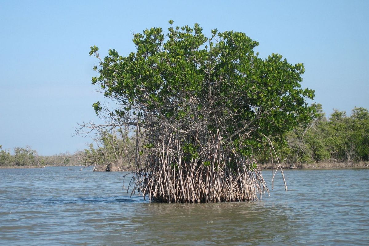 World Mangrove Day: Conserving the sentinels of our coastline