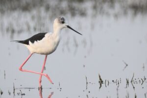 कैसे मिलता है किसी वेटलैंड को रामसर साईट का दर्जा?