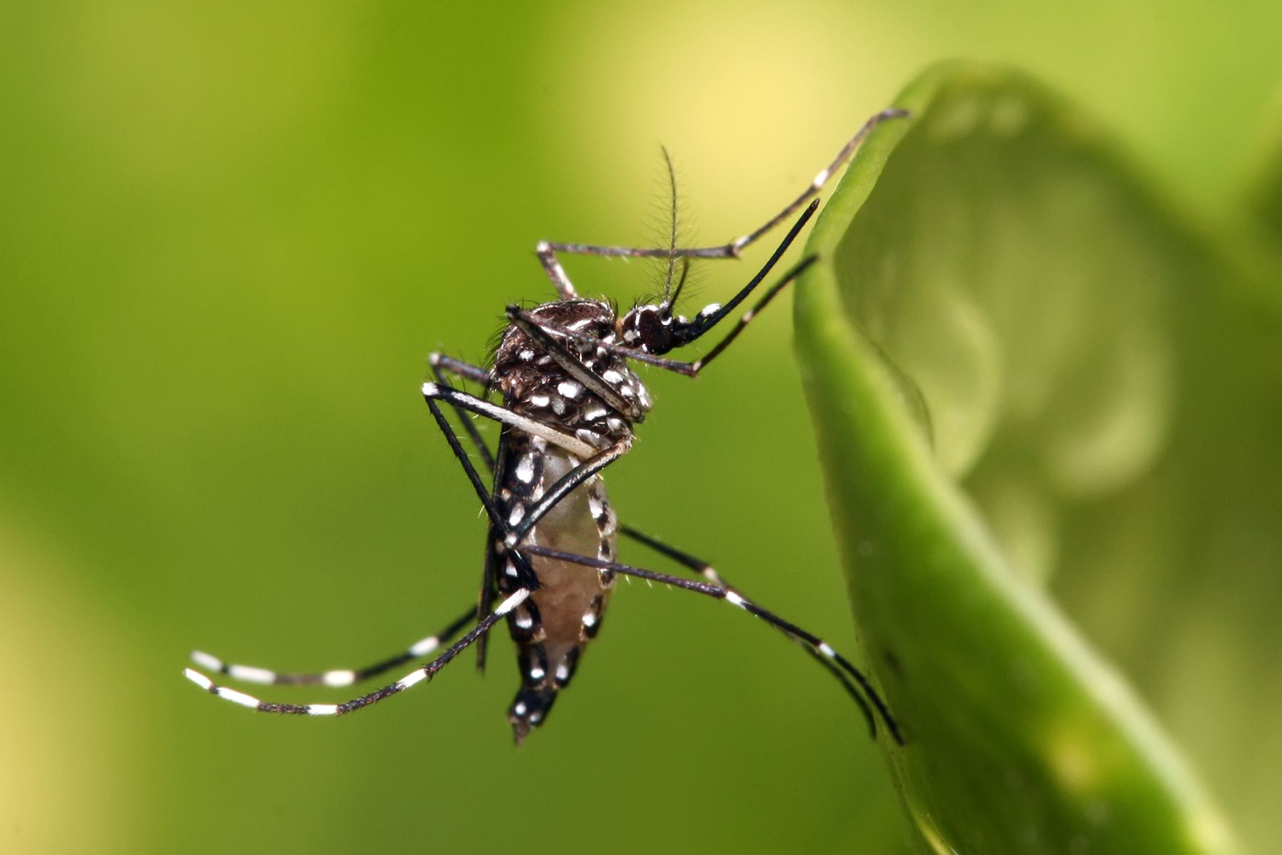 Zika virus cases surge as rain falls in Pune