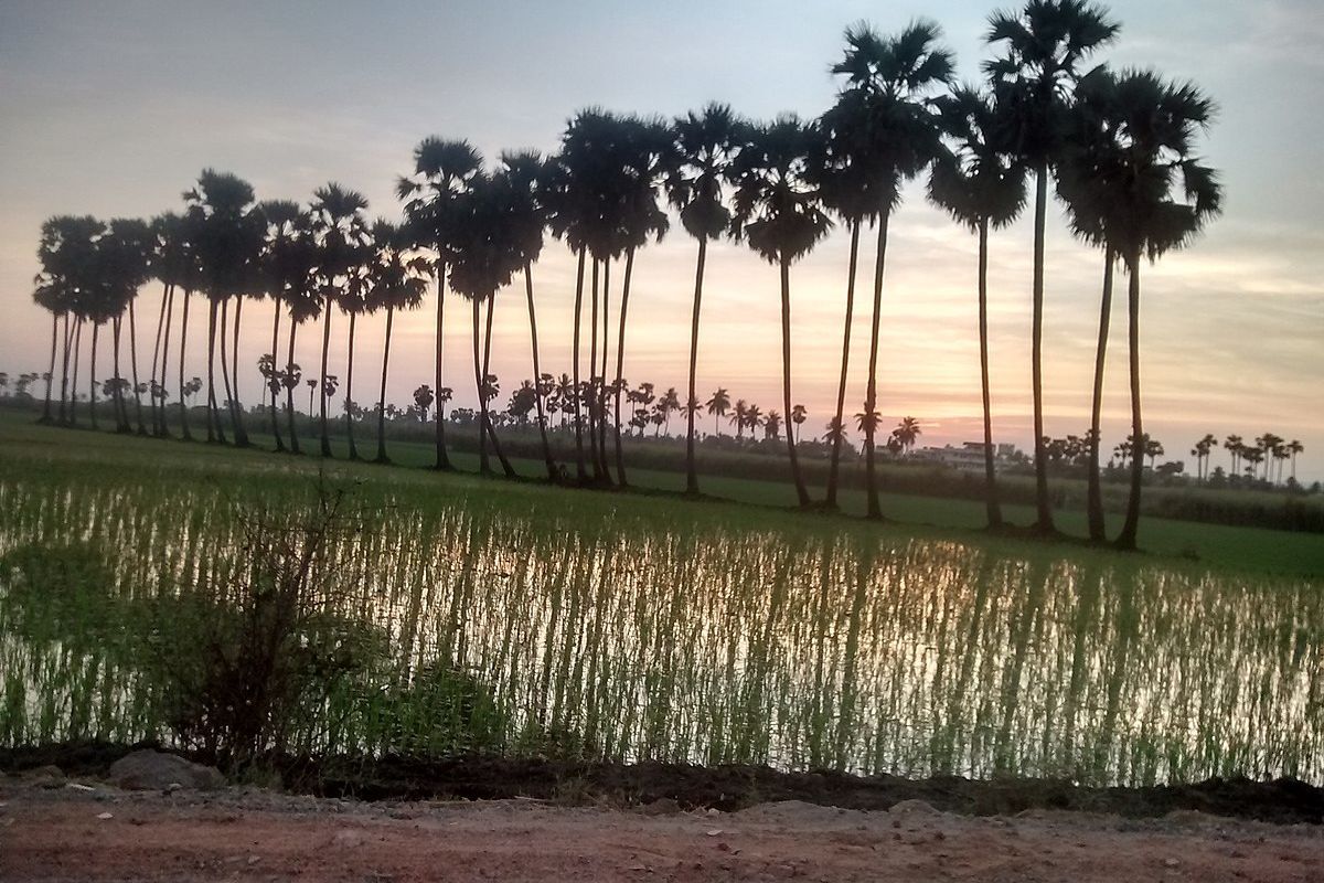 Indian palm tree