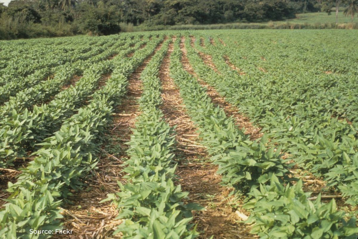 What is price support scheme being implemented for soybean farmers this year?