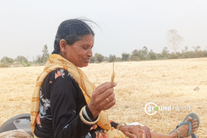 Data: Wheat in Madhya Pradesh, stagnant yield and crop losses