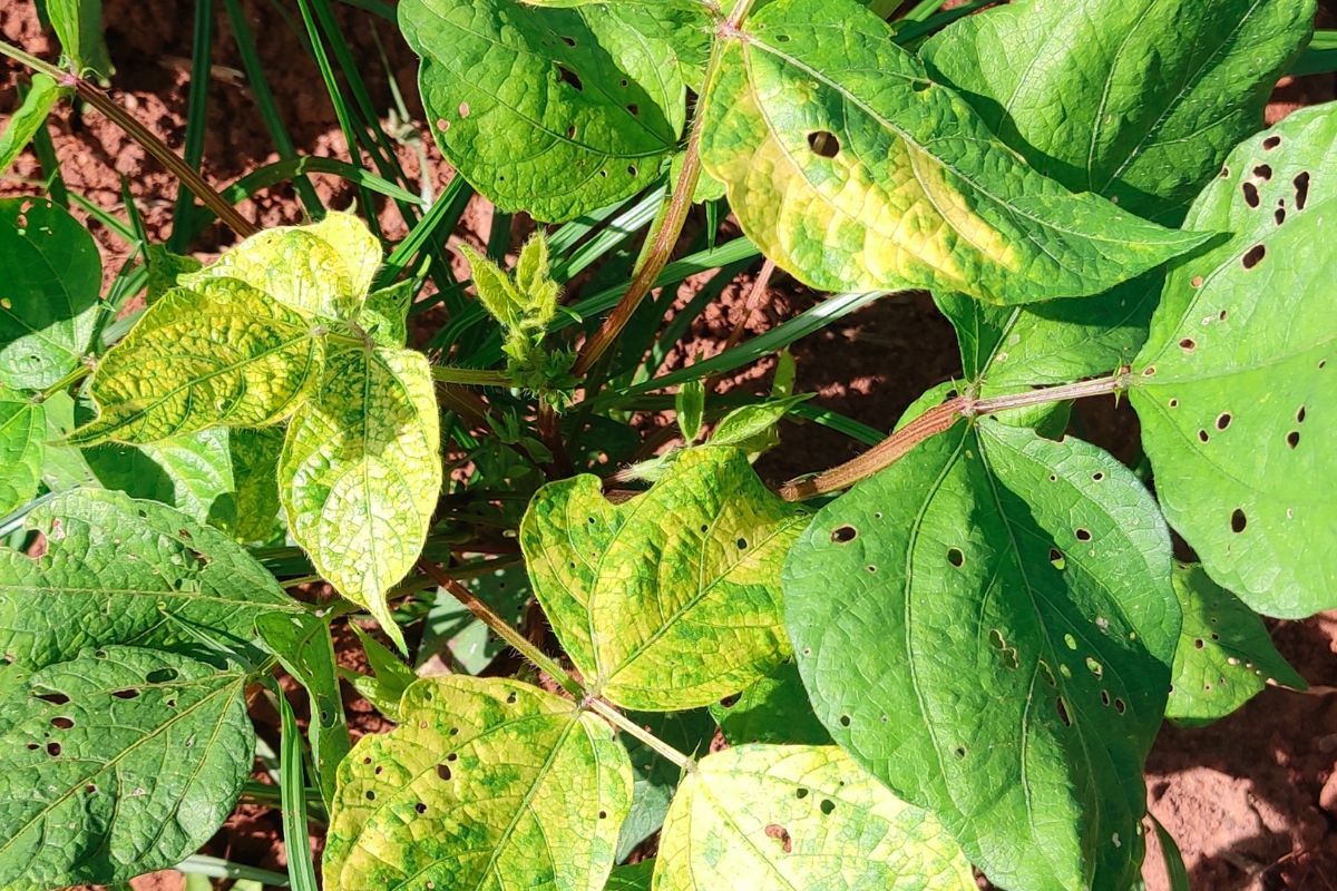 What is yellow mosaic disease increasing troubles of soybean farmers in MP?