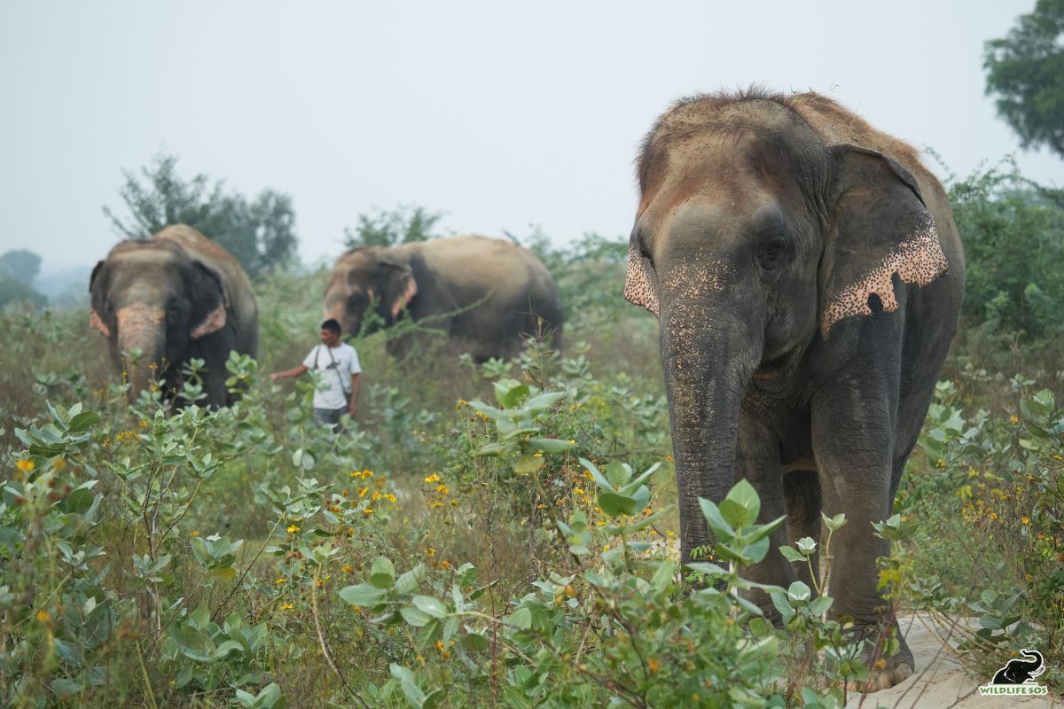 8 Elephants dead in Madhya Pradesh in 48 hours, poisoning suspected