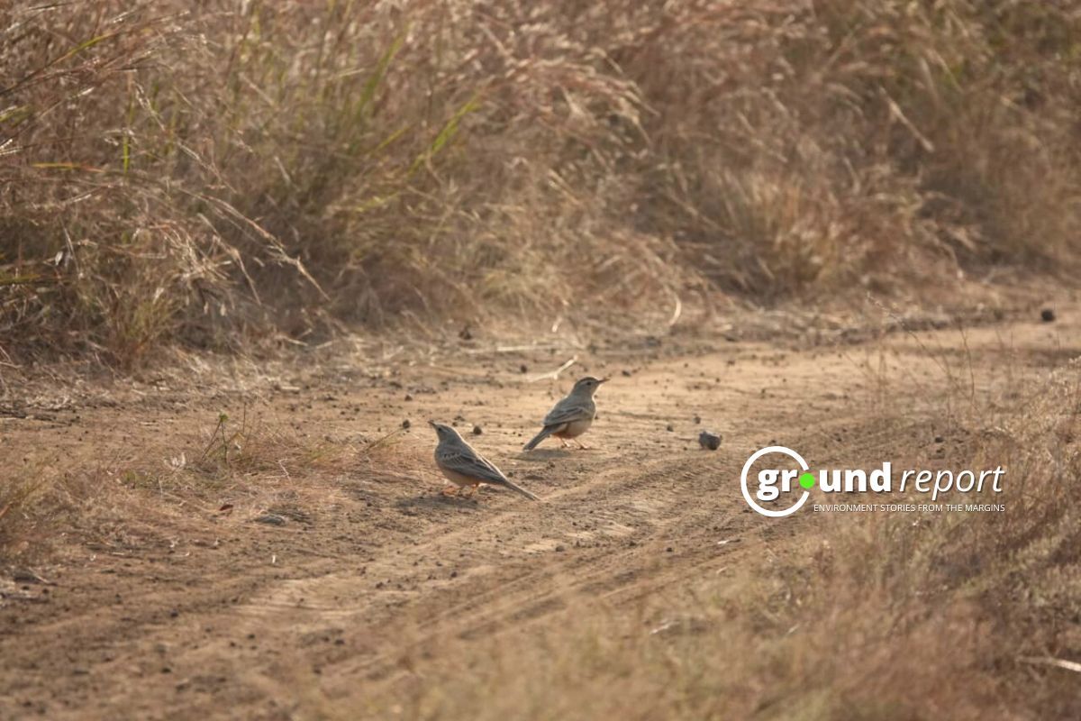 24 new bird species discovered at Kharmor Forest during third annual survey 3