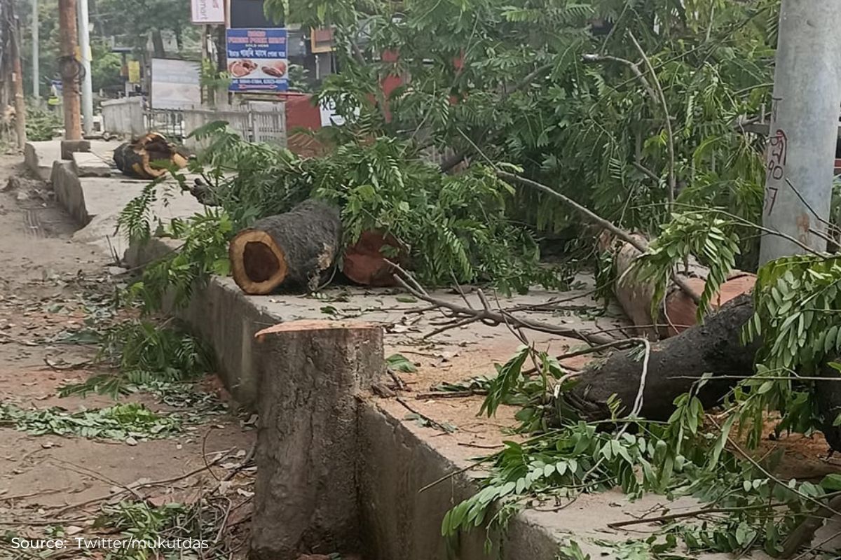DDA underreport tree felling, FSI finds over 1,600 trees cut