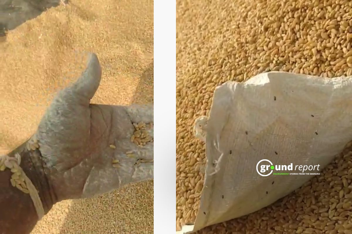 Infected seeds distributed to farmers in MP