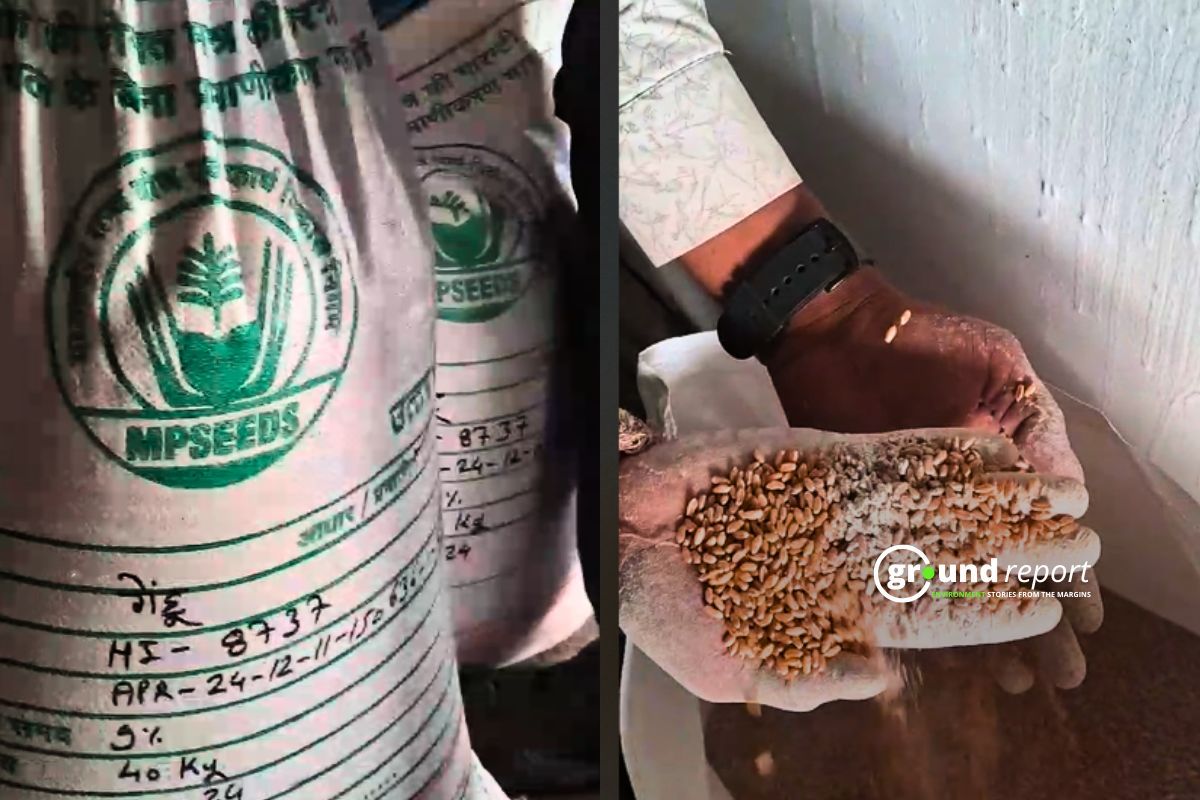 Infected seeds distributed to farmers in MP