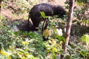 Elephant injured in bomb attack at Sitanadi-Udanti tiger reserve
