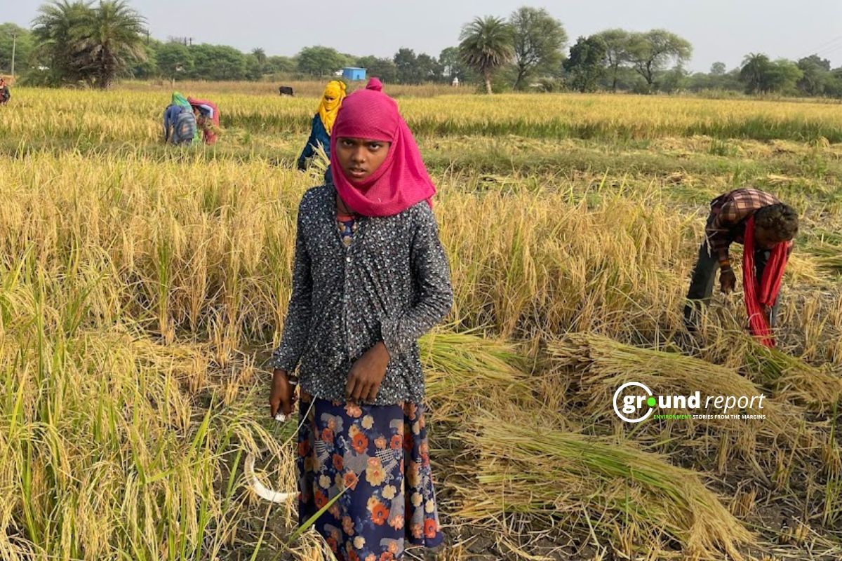 6.16 crore women power India’s agricultural workforce
