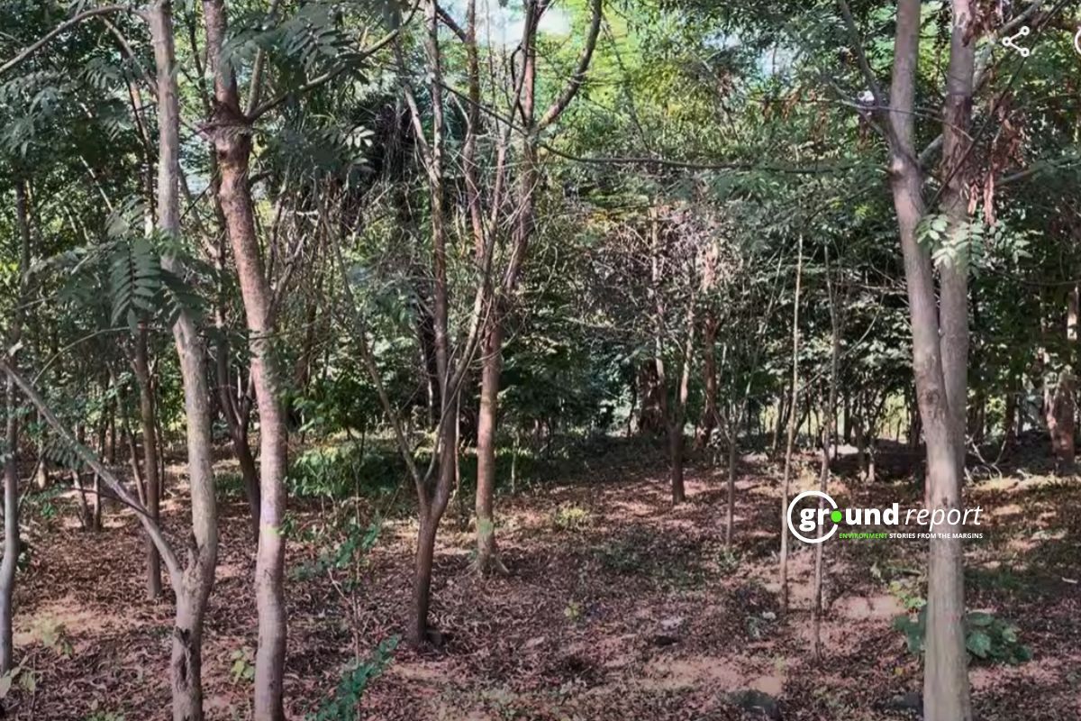 Chandanpura Nagar Van Bhopal