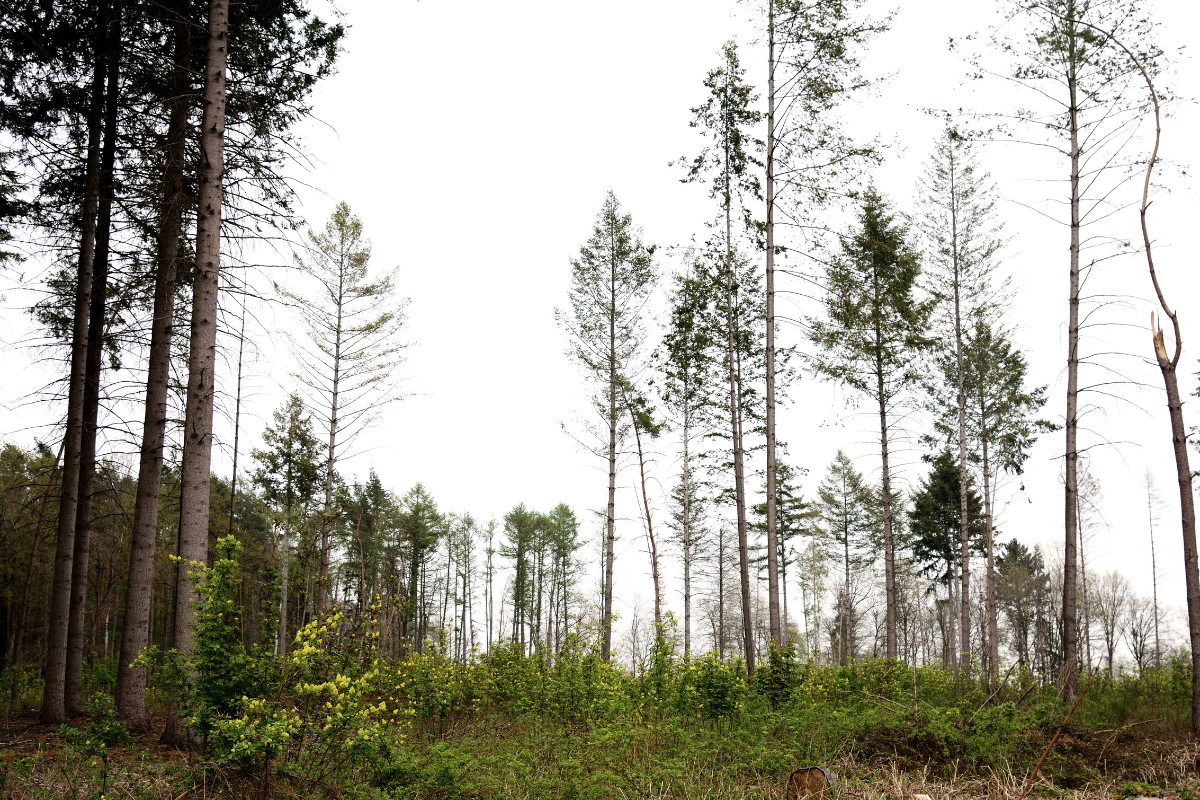 How India can follow Africa’s afforestation path to fight poverty