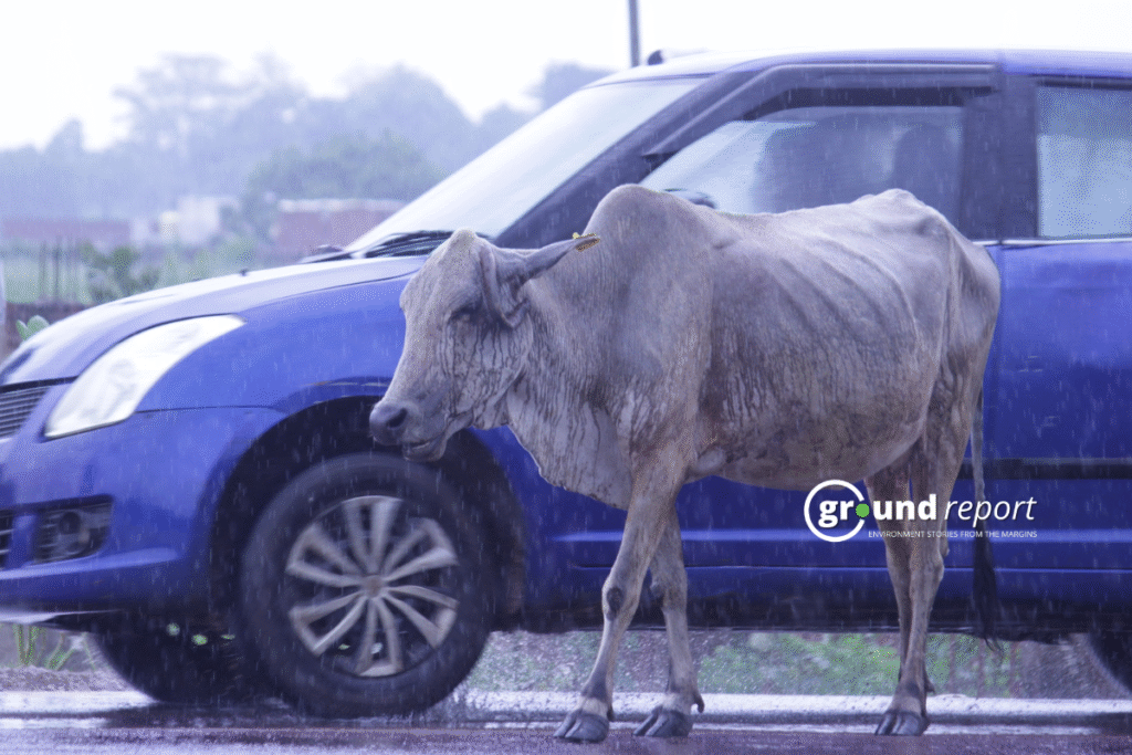 Heavy rains and hailstorm in Madhya Pradesh, weather alert issued