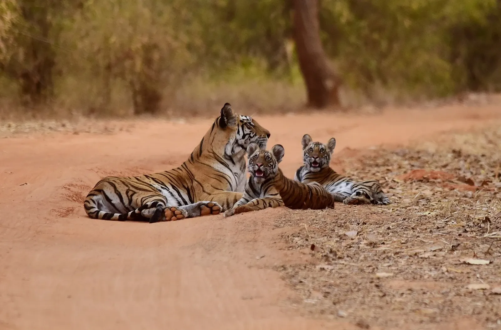 Ratapani Tiger Reserve: नए रिजर्वों की घोषणा के बीच संरक्षण ताक पर